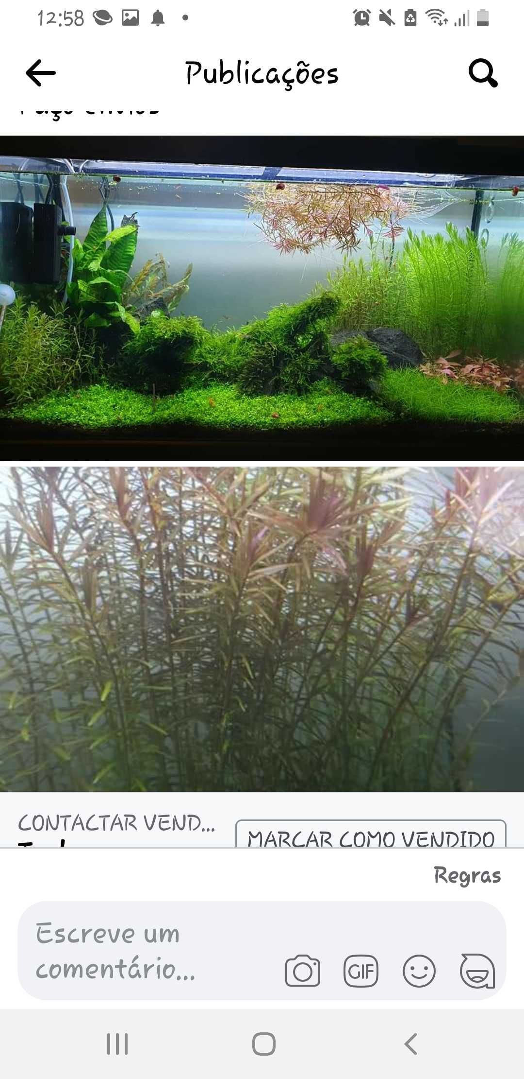 plantas de aquario