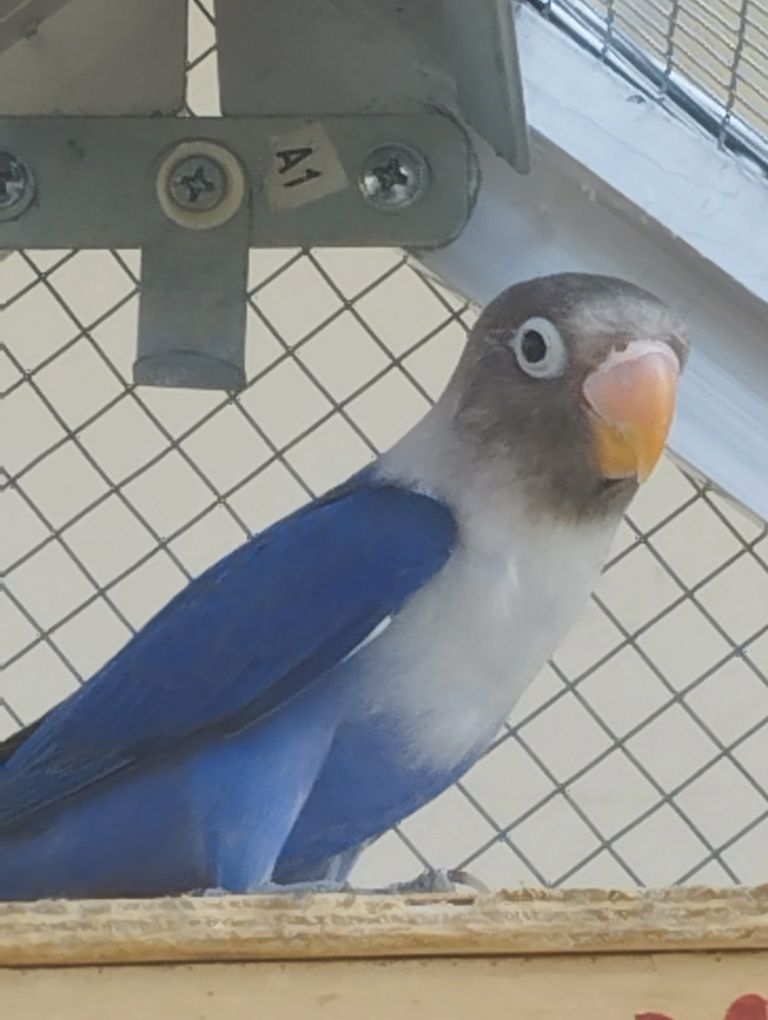 Agapórnis muito lindo