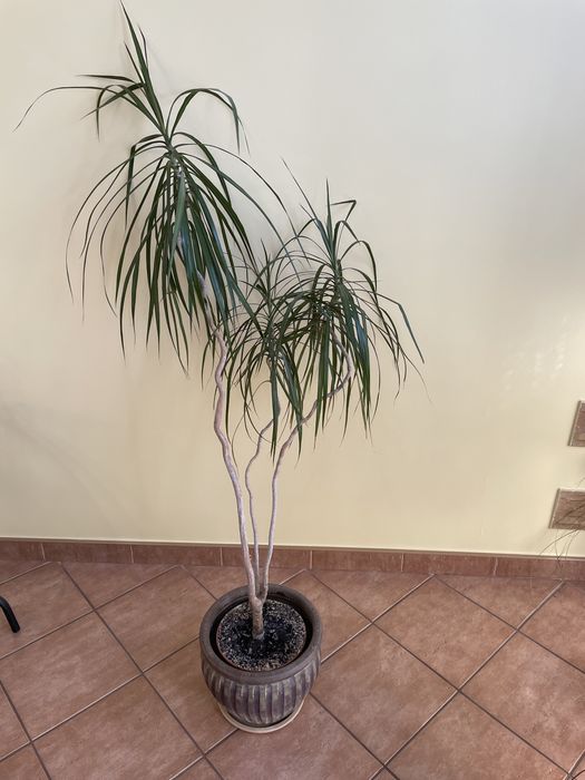 Okazała dracena roślina