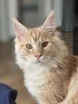 Acodin Cottycare*PL - kocurek maine coon rudy srebrzysty