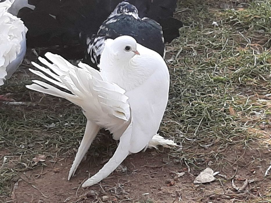 Gołębie- omski woj.lubelskie