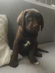 Labrador retriever
