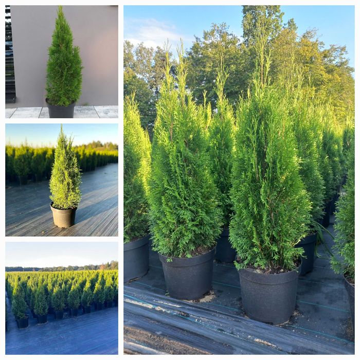 Tuja Thuja Szmaragd 110-120 cm !DONICZKA 10L (NIE 3L)!!