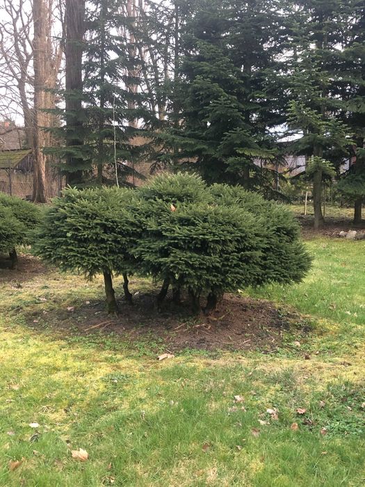 Świerk, Świerk gniazdkowy, Świerk karłowy, Bonsai