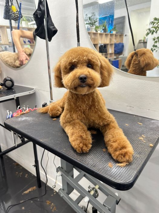 Грумінг , стрижка собак, лівий берег Дніпро