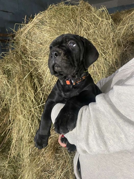 Італійський Кане Корсо