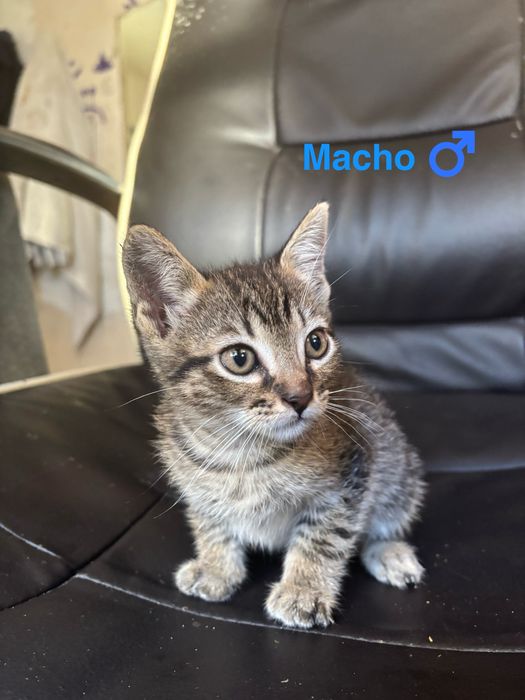 Gatinhos para adoção responsável