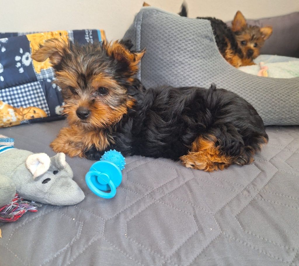 yorkshire  terrier fêmea