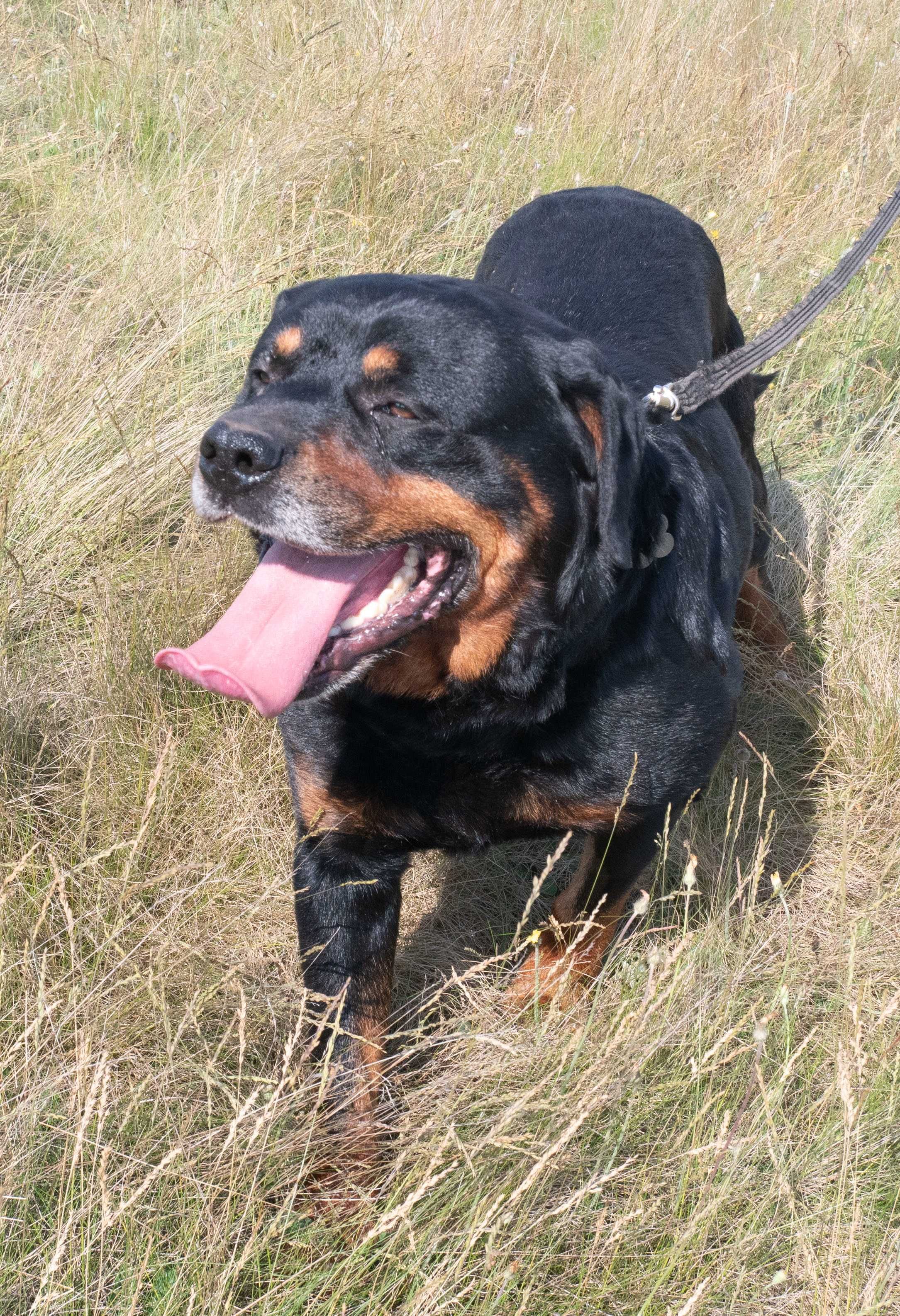 Trebor- w typie rottweiler. Przemiły, nieduży, kochający człowieka