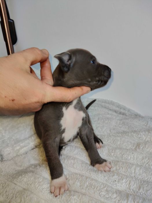 American Staffordshire Terrier - hodowla Błękitny z Kujaw - SUCZKA 1