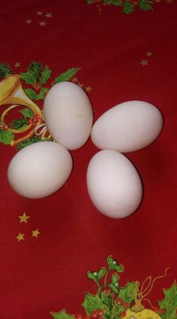 jaja lęgowe kaczki francuskiej