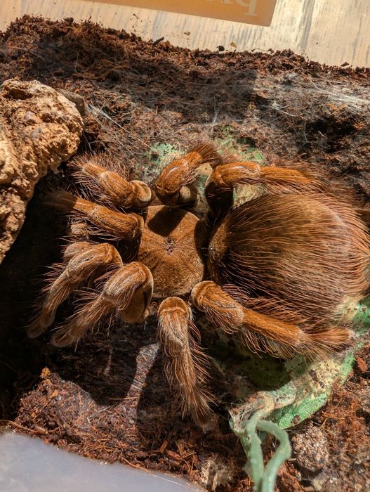 Pamphobeteus sp. mascara