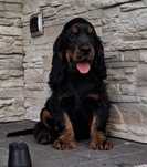 Cocker spaniel  szczeniak