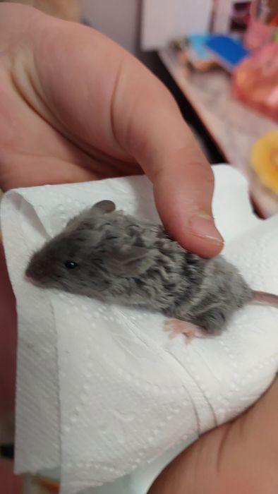 Мышь.Продам декоративного кучерявого мышонка породы Китайский тексель.