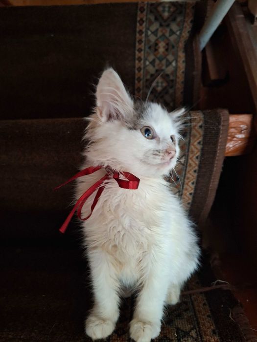 Віддам в хороші руки