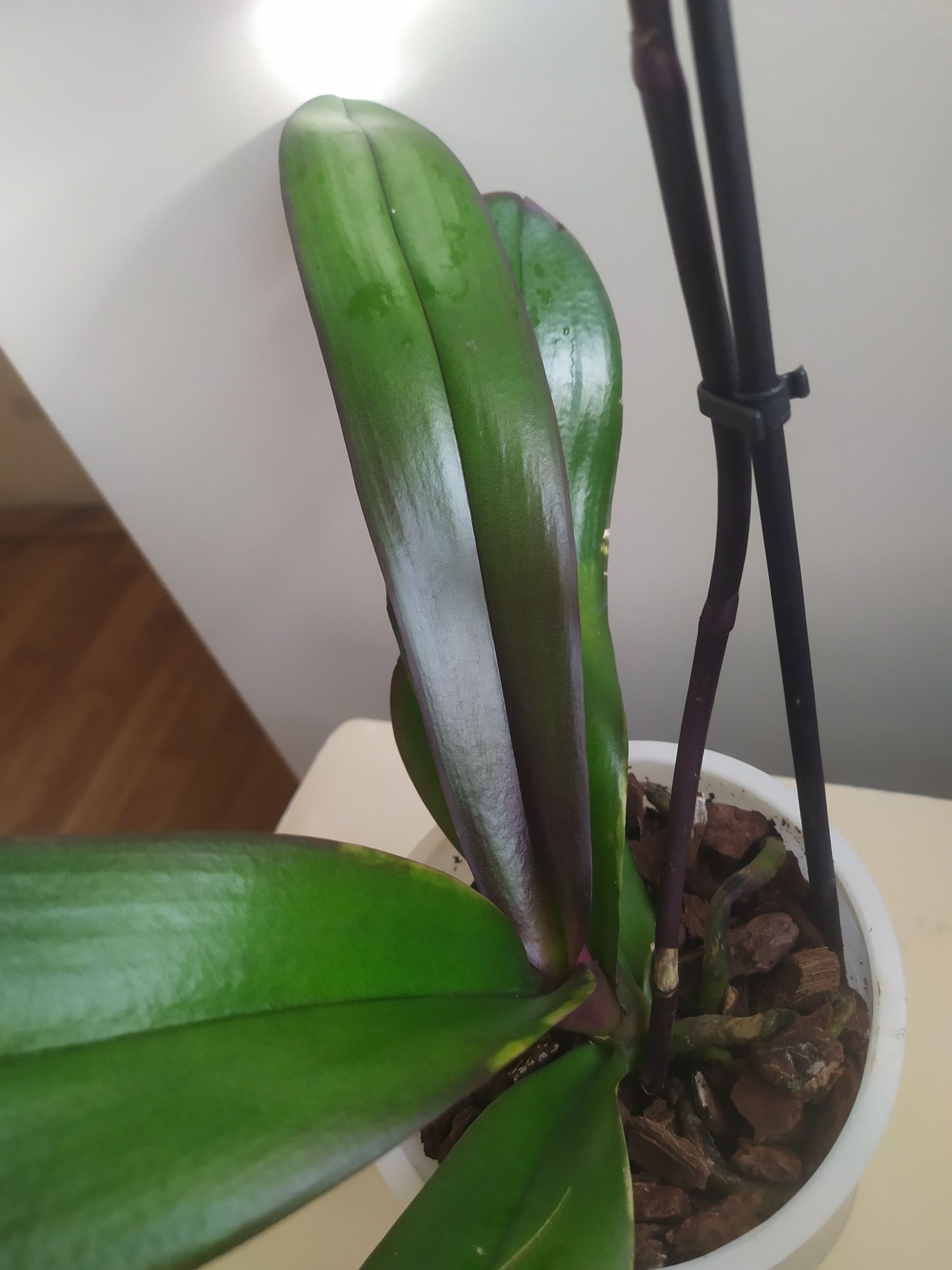Орхидея биглип фаленопсис цветущая
