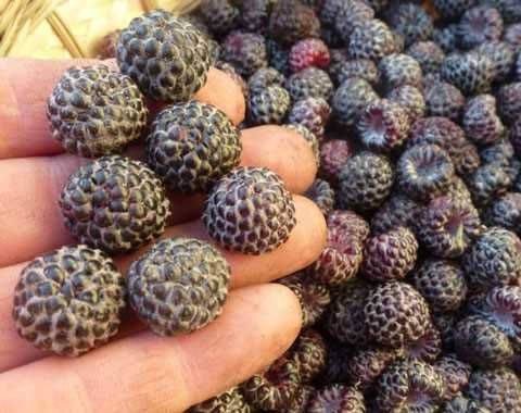 Черноплодная малина Кумберленд, ежемалина. Саженцы