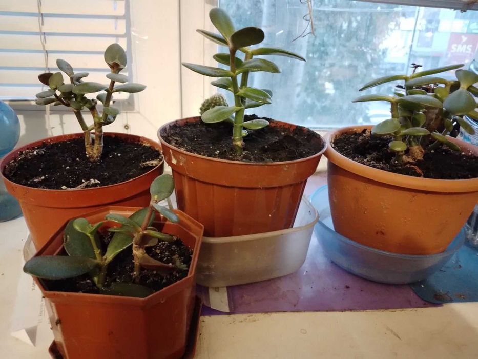 Денежное дерево (Толстянка овальная)