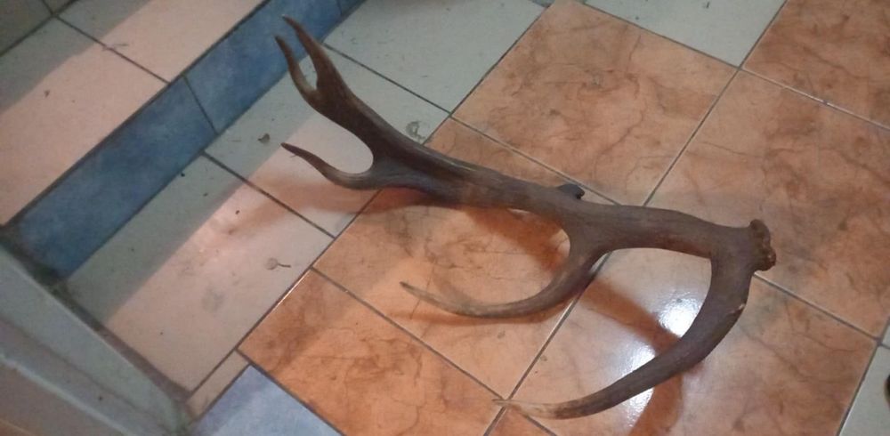 Super Mylkus jelenia