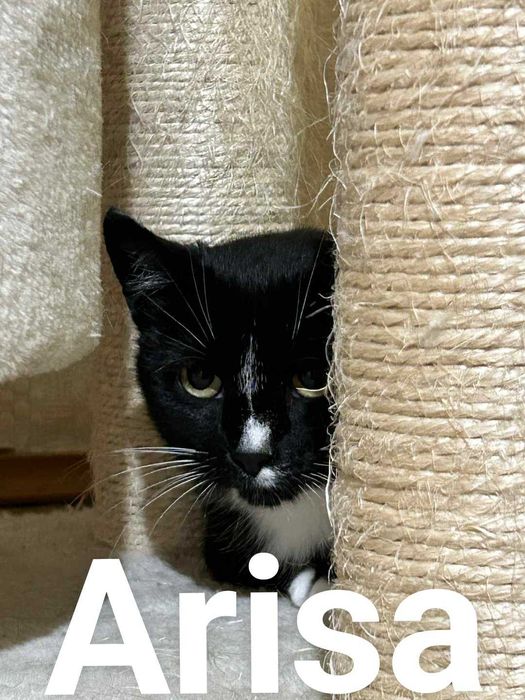 Arisa, Adi, Pestka i Rasti czekają na dom!