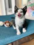 Котики ЯКЩО шукають саме Вас