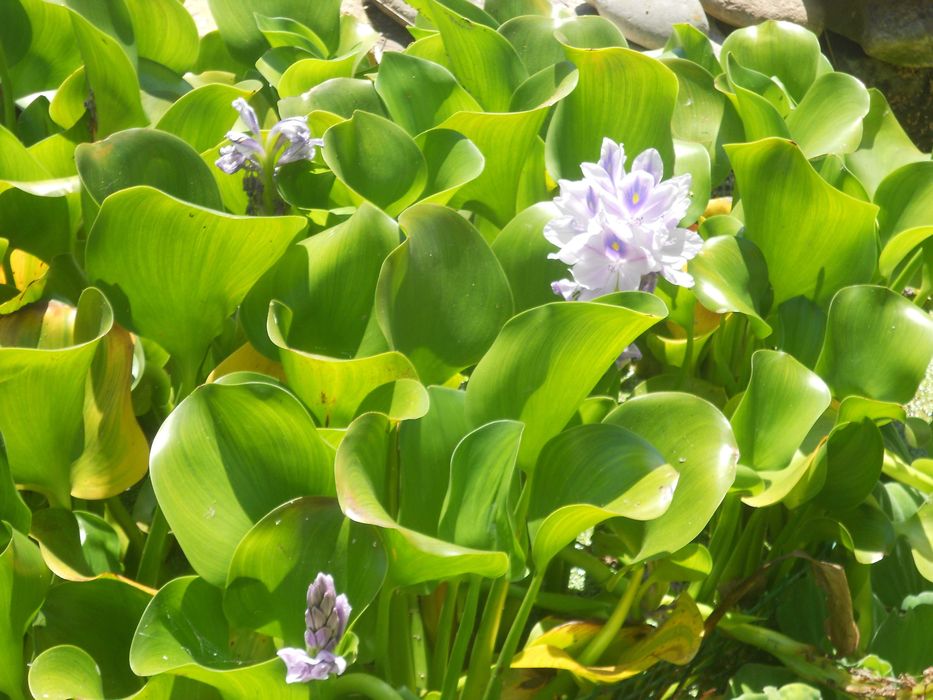 Planta aquatica flutuante lagos lagoas charcas filtros - com flor