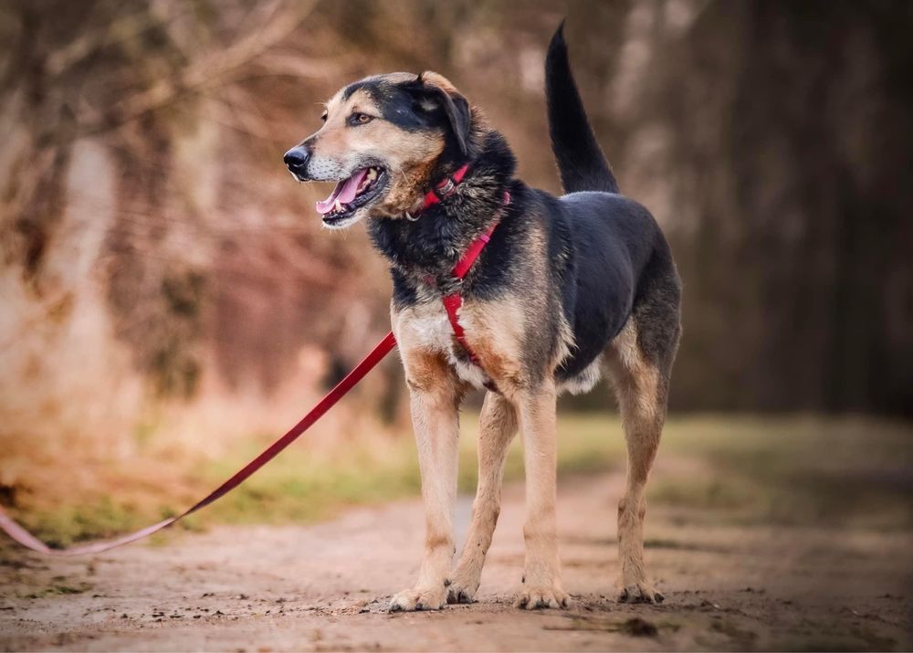 Adoptuj Oscara, zyskaj przyjaciela ADOPCJA