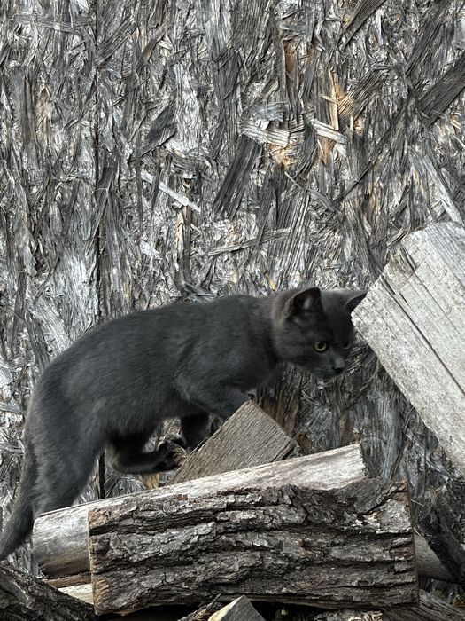 Кошенята, котик сірий