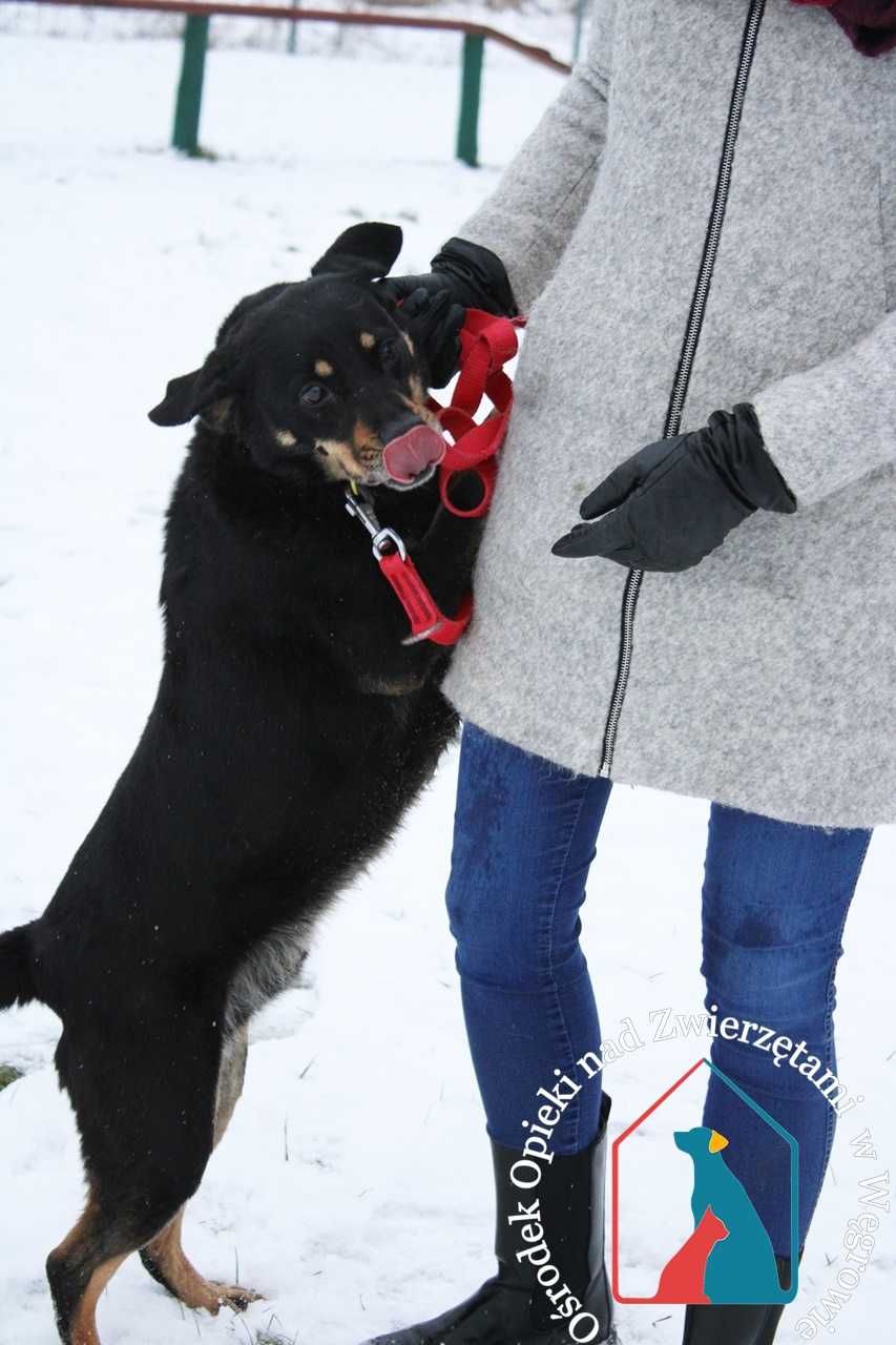 Bardzo przyjazny, młody piesek Dingo szuka domu!