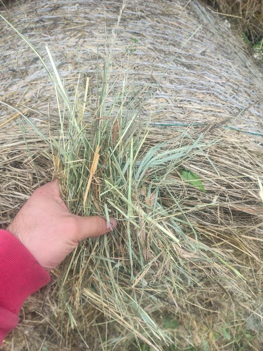 Siano słoma owsiana i z pszenżyta owies pszenżyto