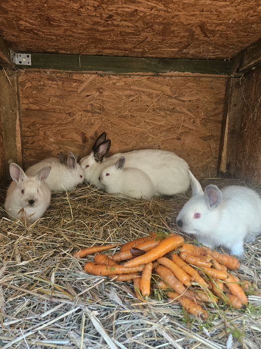 Samica z młodymi Króliki Kalifornijskie