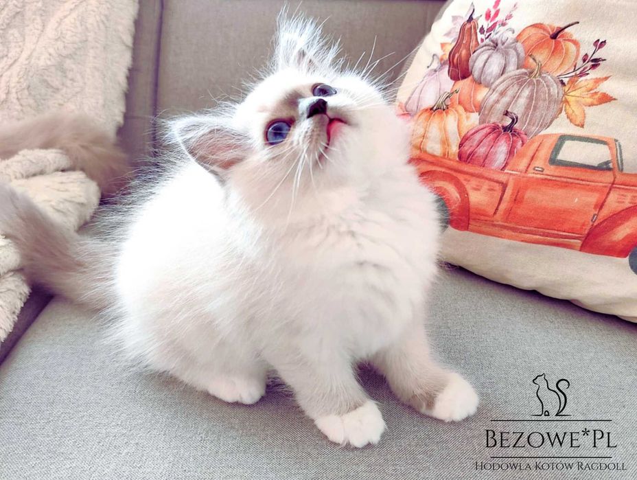 ( Rezerwacja) Ragdoll -kotka blue mitted FPL