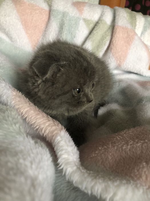 Котики вислоухие в люблячу сімʼю