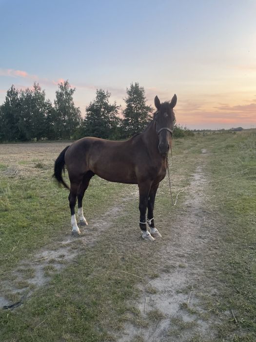 Продам коника 5 років