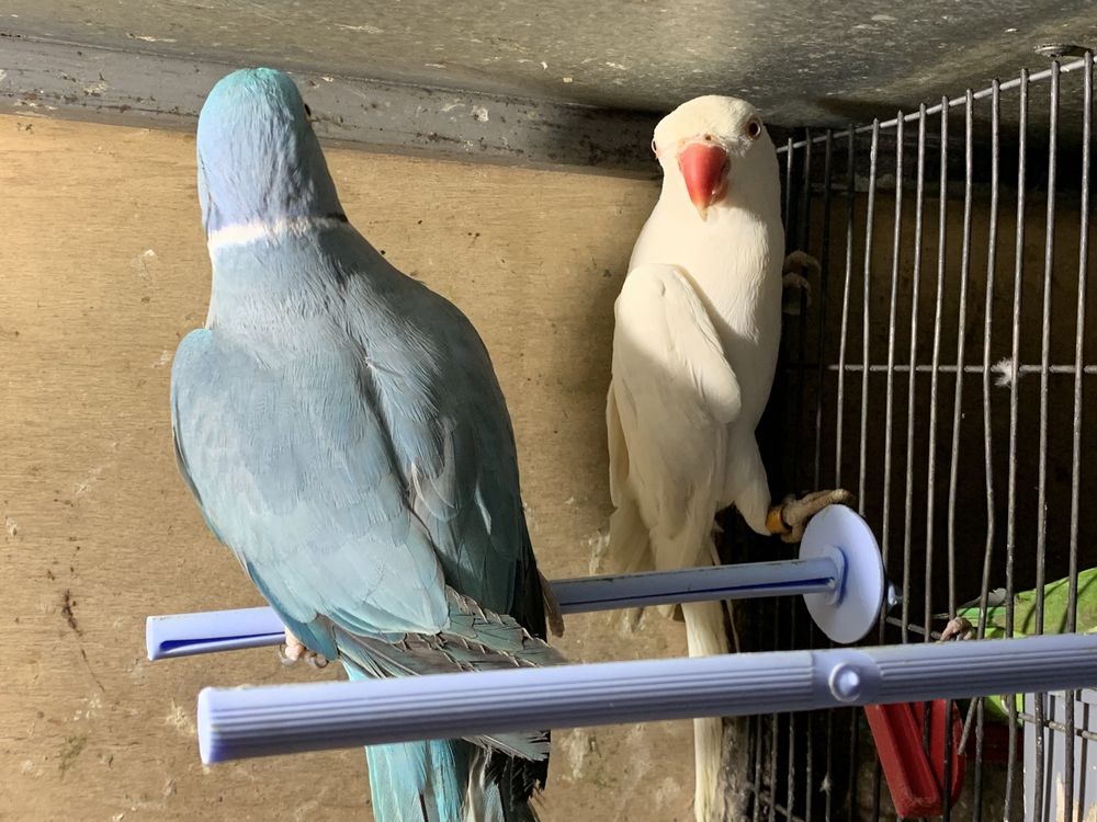 Ожереловые попугаи пара