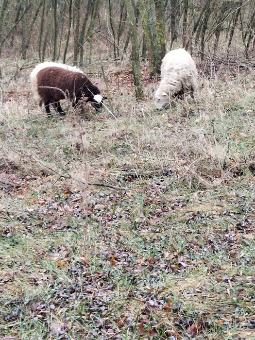 Продаю баранів .