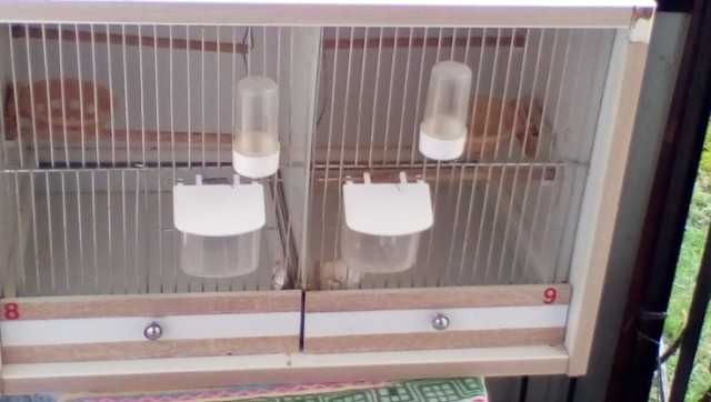 Regał dla kanarków z kanarkami / lub sam regał /