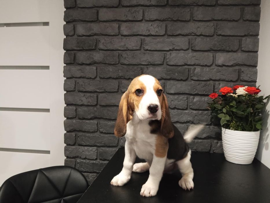 Samczyk rasy Beagle z Rodowodem