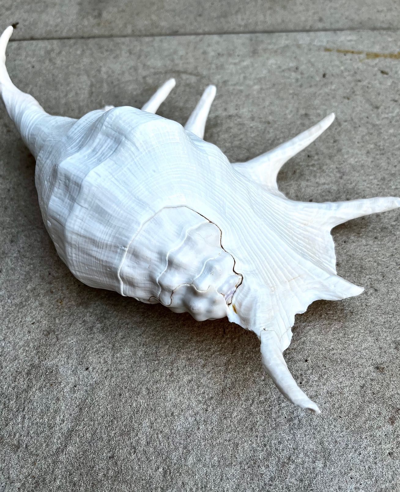 Búzio grande — 40€