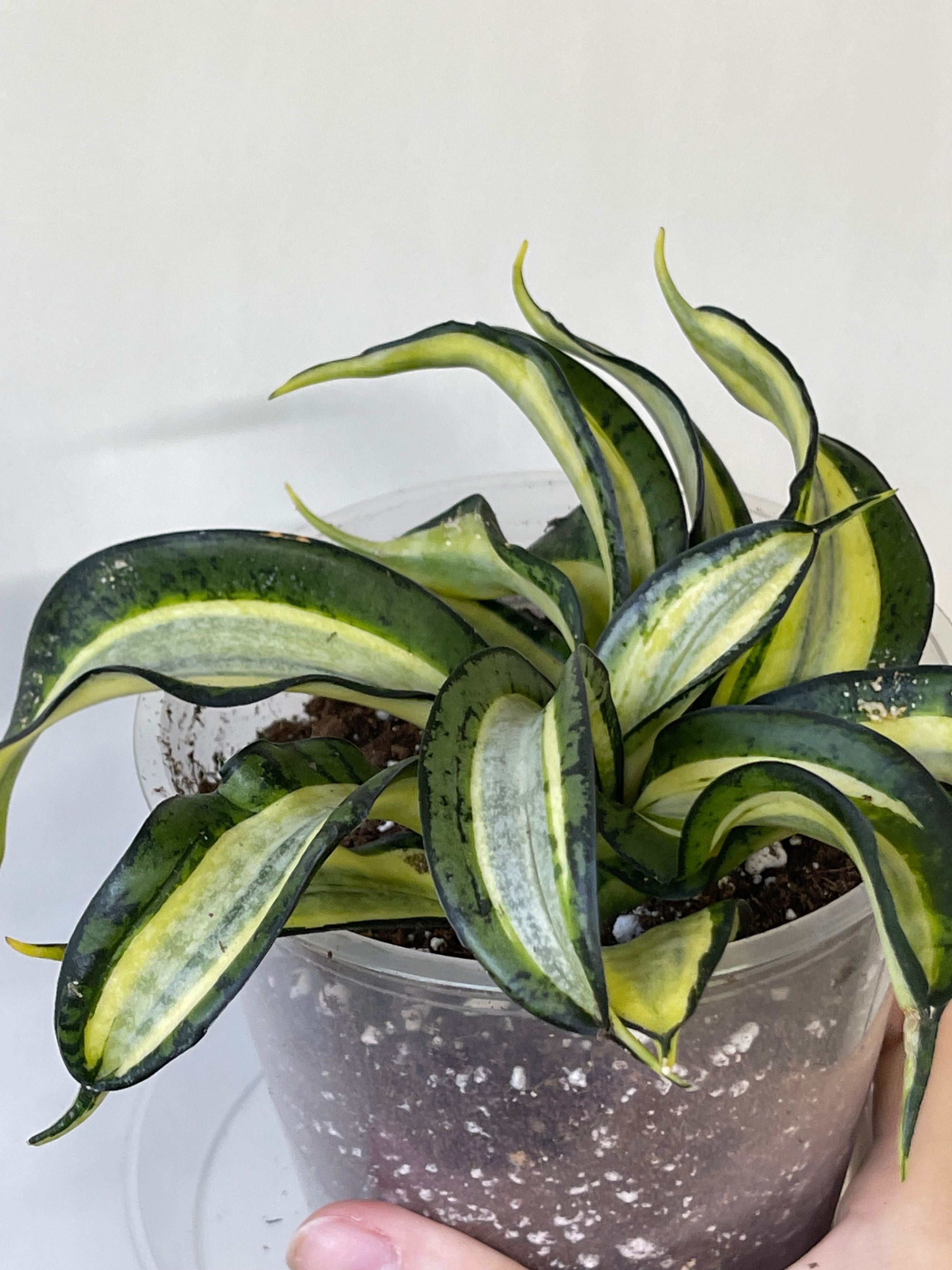 Sansevieria trifasciata Hanny’s Gold (Golden Wendy's)