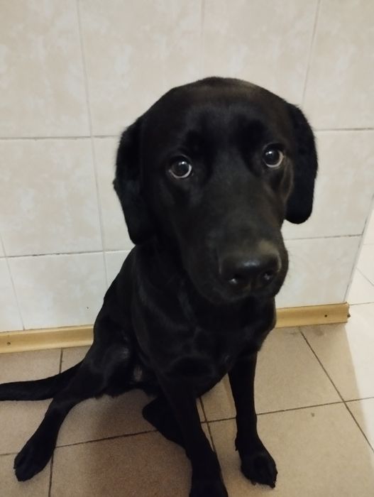 Віддам безкоштовно собаку в добрі руки .