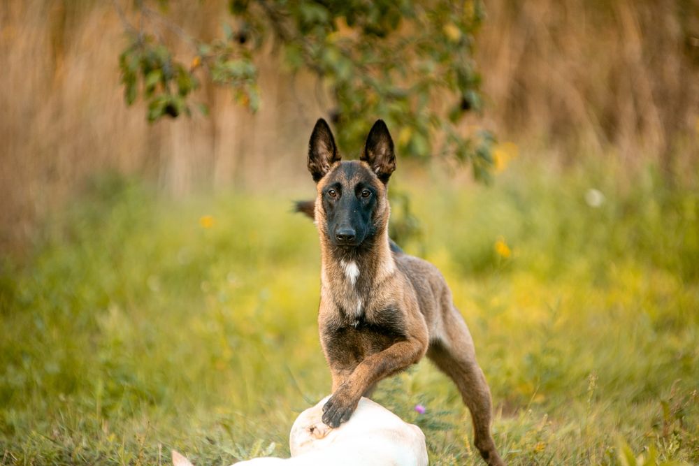 Бельгийская овчарка малинуа