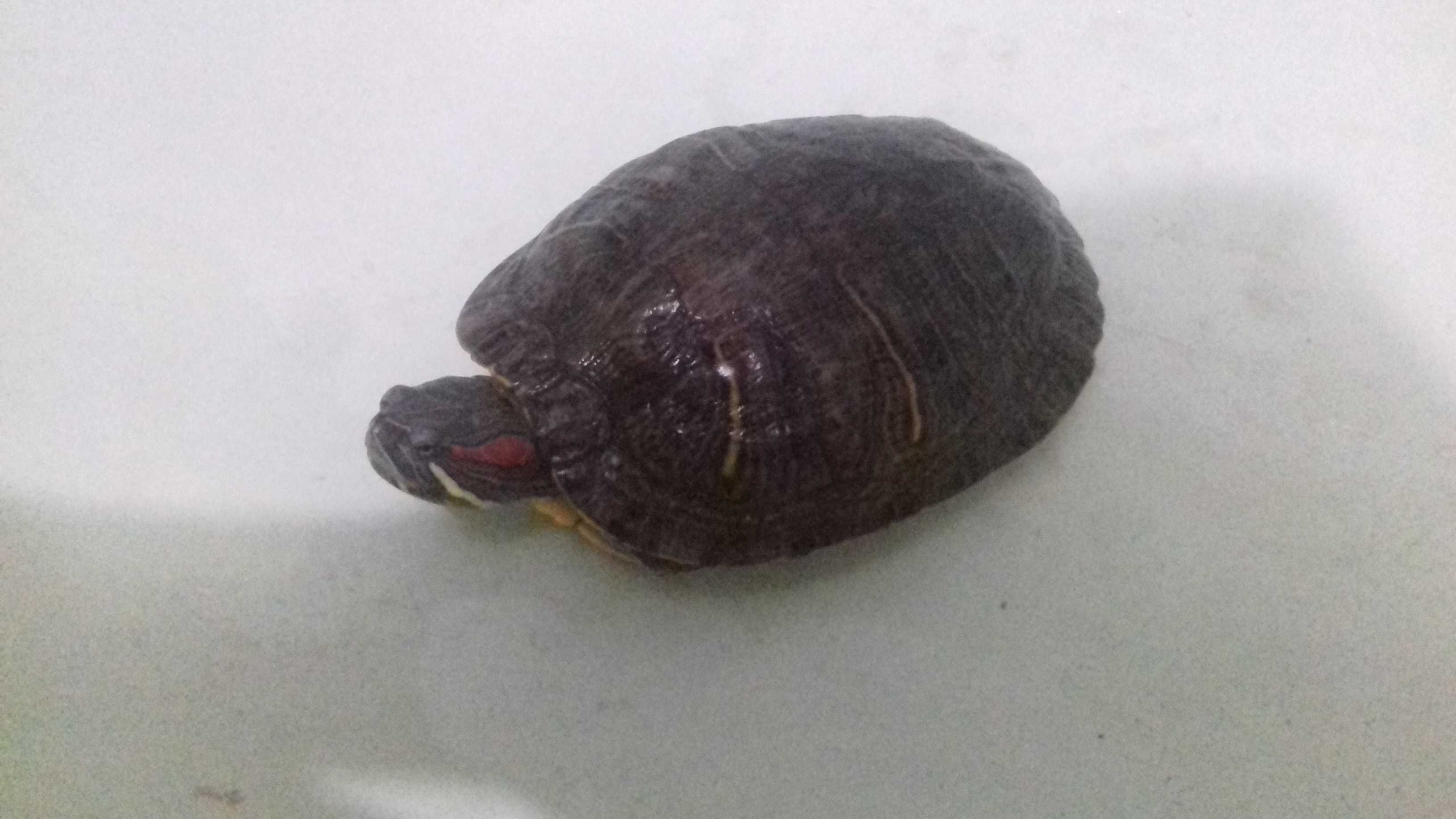 Черепаха Червоновуха (9років) дівчинка.