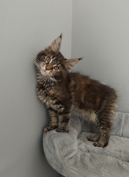 Kotka Maine Coon gotowa na zmianę domku