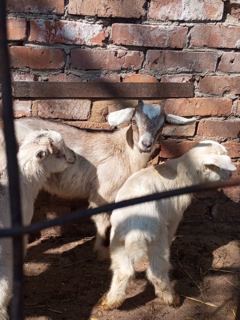 Продам  козочок півтора місяці.