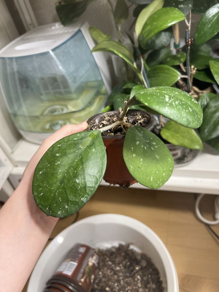 Hoja hoya obowata silver splash