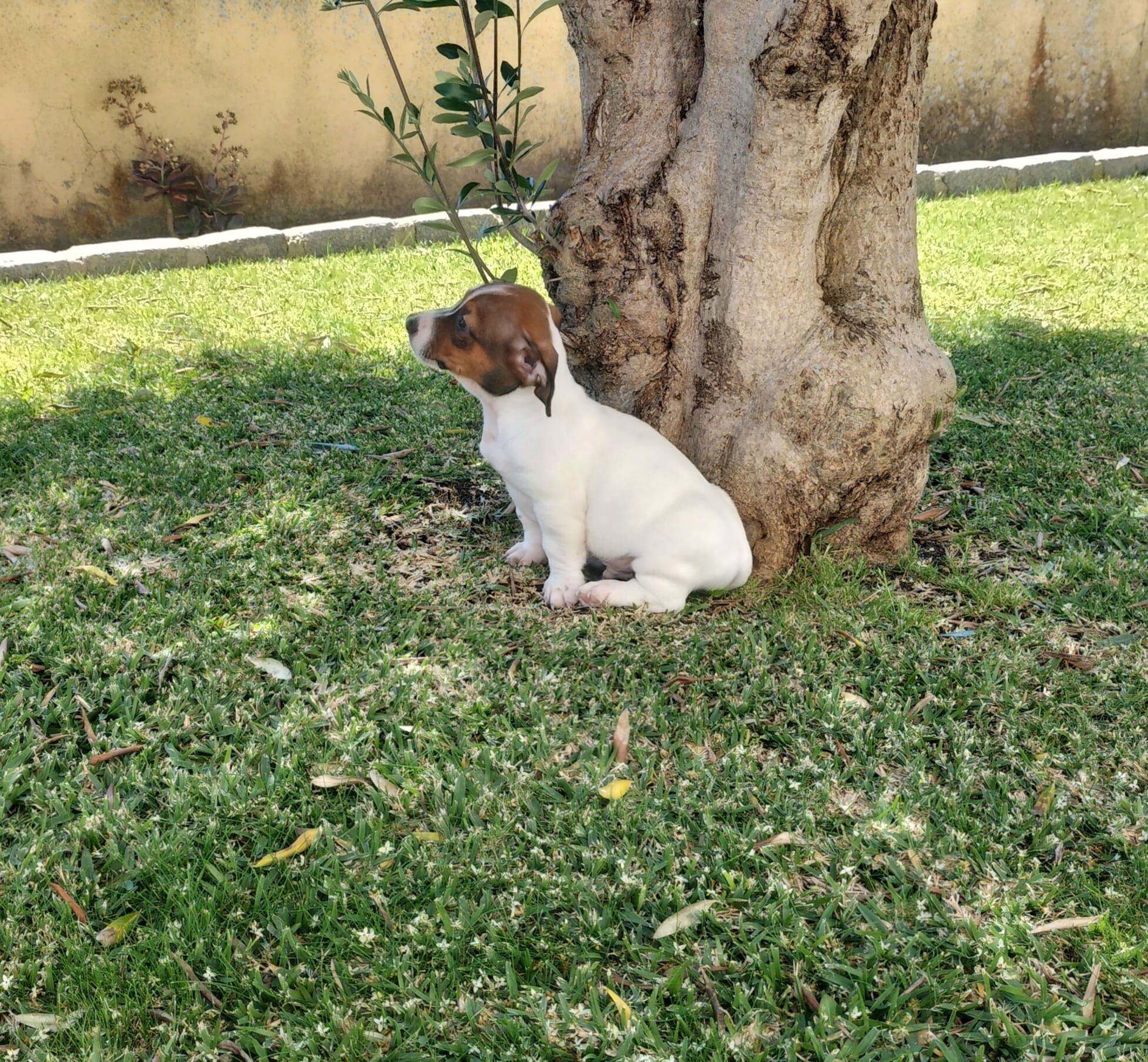 Macho Jack Russel Terrier