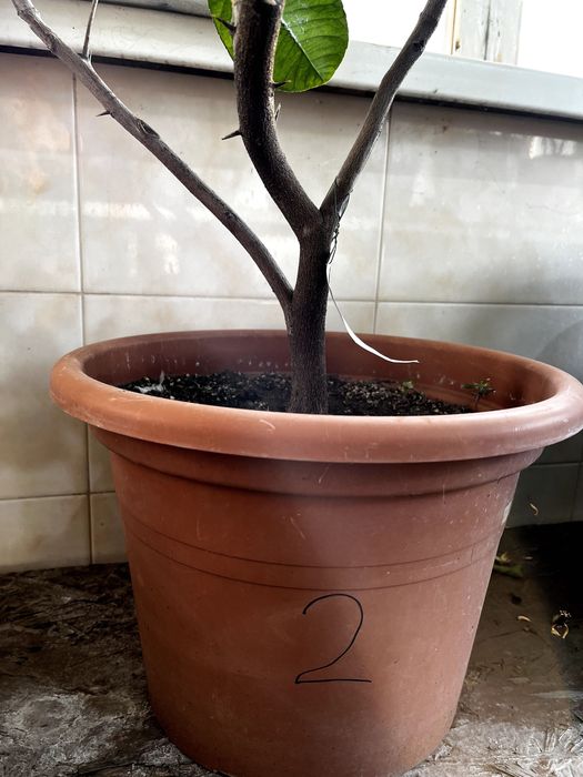 Продам цитрусове дерево (Лимон, Азербайджан, м. Шекі) 95 см - висота