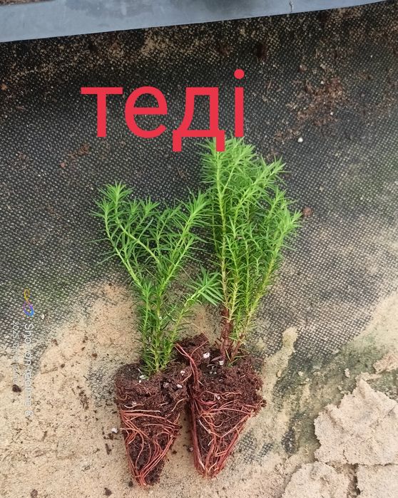 Продаються в корінні  живці -черенки хвоїних рослин в мульті палет