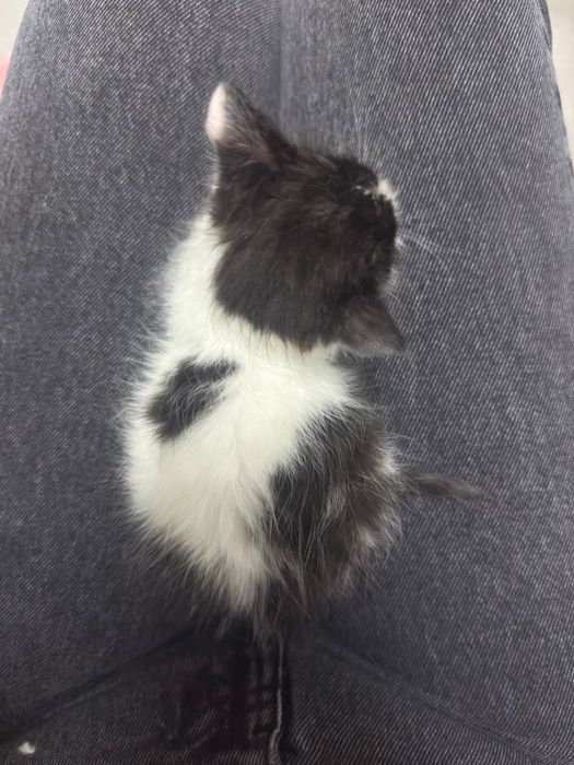 Віддаю котенят в хороші руки